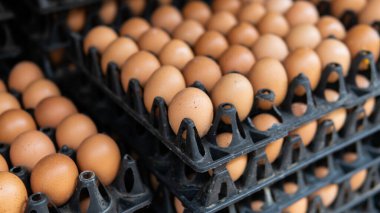 Dünya çapında toptan yumurta. Tavuk yemenin faydaları.