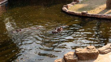 Hayvanat bahçesinde su aygırlarına bakmak ve yetiştirmek. Dünyanın su aygırı nüfusunun bakımı ve kontrolü