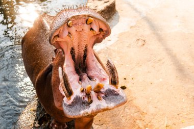 Hayvanat bahçesinin misafirleri tarafından beslenen su aygırı. Hipopotamların üremesi ve bakımı