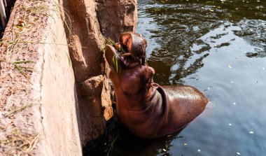Hayvanat bahçesinin misafirleri tarafından beslenen su aygırı. Hipopotamların üremesi ve bakımı