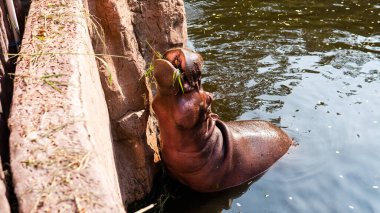 Hayvanat bahçesinde su aygırlarına bakmak ve yetiştirmek. Dünyanın su aygırı nüfusunun bakımı ve kontrolü