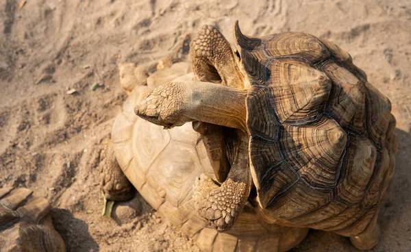 Processo Acasalamento Tartarugas Zoológico Criando Tartarugas Todo Mundo — Fotografia de Stock