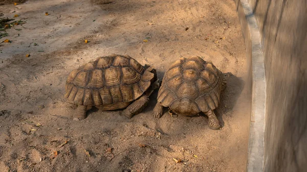 Processo Acasalamento Tartarugas Zoológico Criando Tartarugas Todo Mundo — Fotografia de Stock