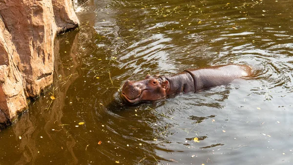 Hippopotame Nourri Par Les Invités Zoo Reproduction Soin Des Hippopotames — Photo