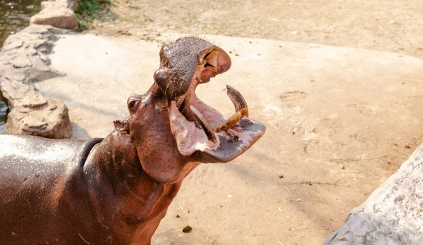 Hroch Krmí Hosty Zoo Reprodukce Péče Hrochy — Stock fotografie