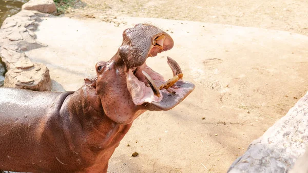 動物園でのカバの繁殖と世話 世界のカバの人口のケアと制御 — ストック写真