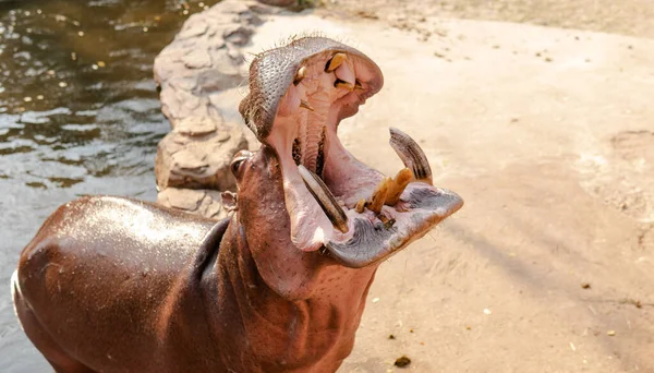 Hroch Krmí Hosty Zoo Reprodukce Péče Hrochy — Stock fotografie