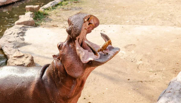 Гости Зоопарка Кормят Бегемотов Размножение Уход Бегемотами — стоковое фото