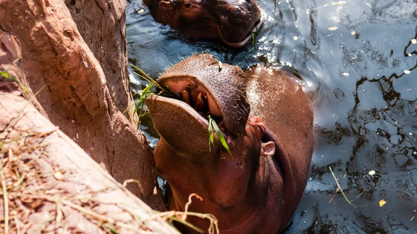 Élevage Soins Des Hippopotames Dans Zoo Soins Contrôle Population Mondiale — Photo