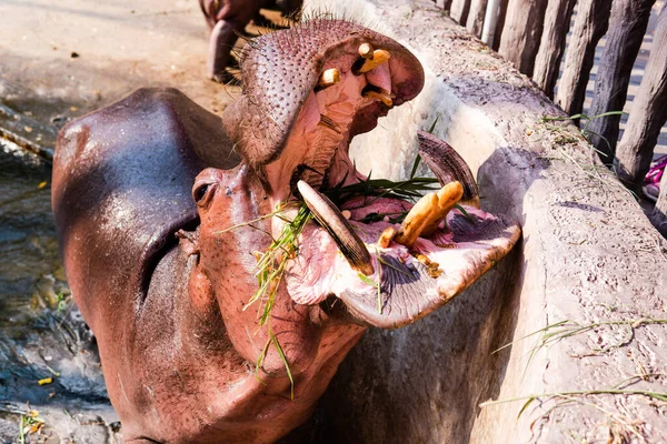 Chov Péče Hrochy Zoologické Zahradě Péče Kontrola Světové Hroší Populace — Stock fotografie