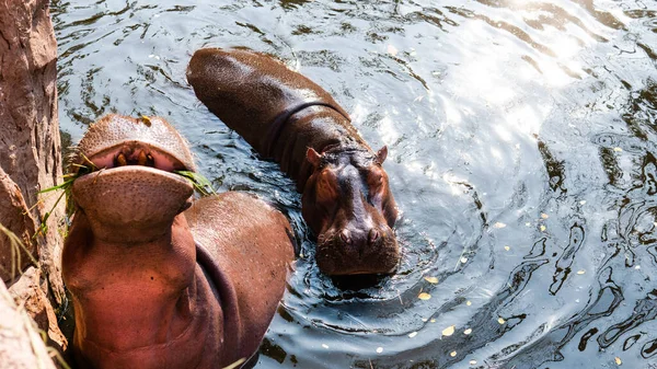 动物园里的客人喂河马 河马的繁殖和护理 — 图库照片