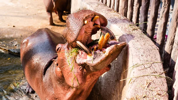 Hroch Krmí Hosty Zoo Reprodukce Péče Hrochy — Stock fotografie