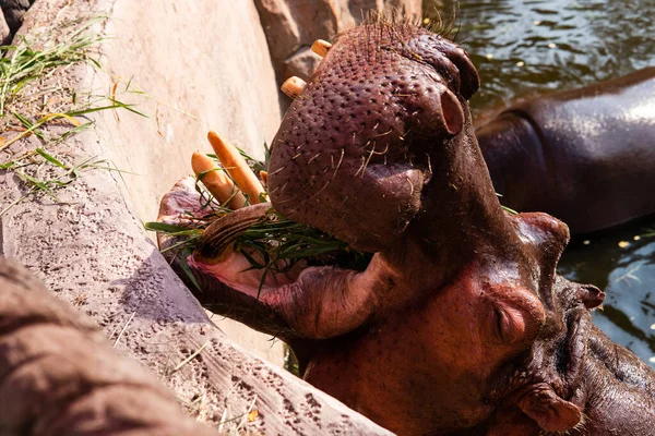 Hippopotame Nourri Par Les Invités Zoo Reproduction Soin Des Hippopotames — Photo