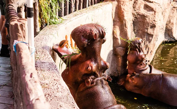 Flusspferdfütterung Durch Gäste Des Zoos Fortpflanzung Und Pflege Von Flusspferden — Stockfoto