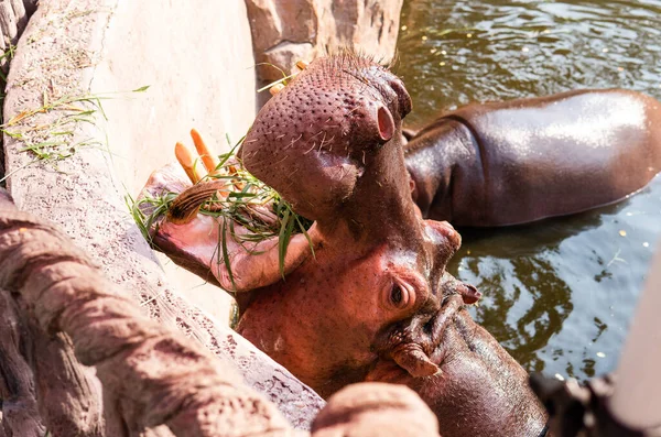 Hippopotame Nourri Par Les Invités Zoo Reproduction Soin Des Hippopotames — Photo