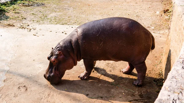 Zucht Und Pflege Von Flusspferden Zoo Pflege Und Kontrolle Der — Stockfoto