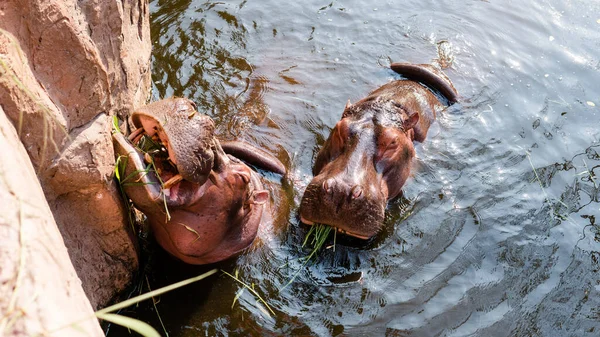 Élevage Soins Des Hippopotames Dans Zoo Soins Contrôle Population Mondiale — Photo