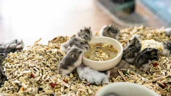 Doğal Yaşam Alanının Dışında Hamsterlar Üretiyor Üremek Için Küçük Hayvanlar — Stok fotoğraf