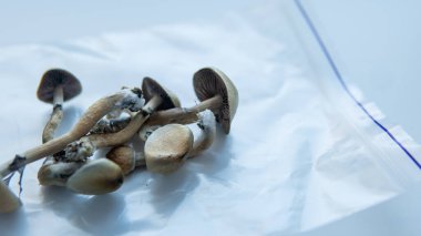 Medical research on psilocybin. Legalization of psilocybin mushrooms in America clipart