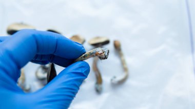 Psilosibin mantarı yetiştiriyorum. Psilosibin üzerine tıbbi araştırma