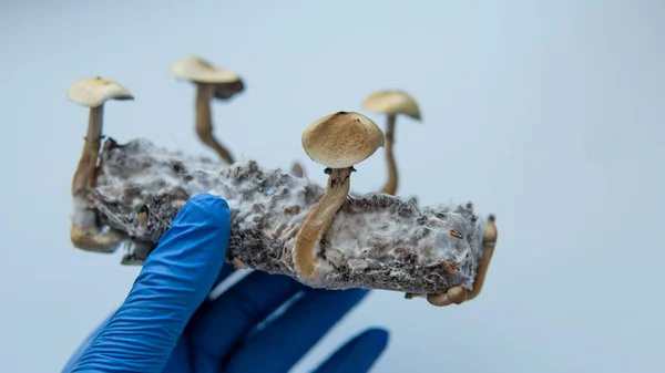 Benefícios Uso Recreativo Cogumelos Mágicos Psilocibina Doença Mental — Fotografia de Stock