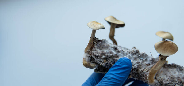 growing psilocybin mushrooms. Medical research on psilocybin