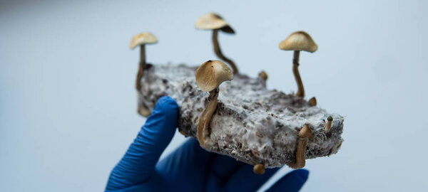 psilocybin mushrooms lying in male hands in blue medical gloves