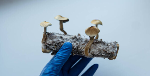 Medical research on psilocybin. Legalization of psilocybin mushrooms in America