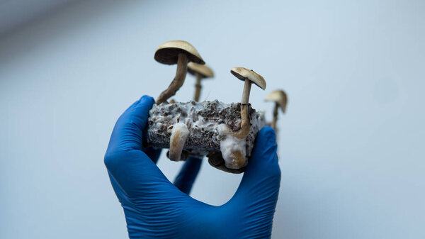 the effect of magic mushrooms on the human brain and mental health