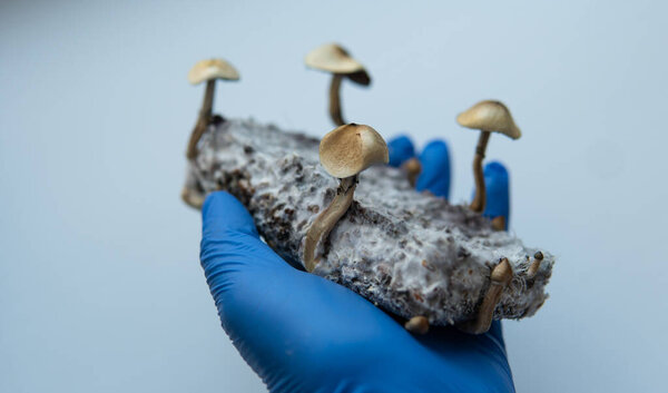 psilocybin mushrooms lying in male hands in blue medical gloves