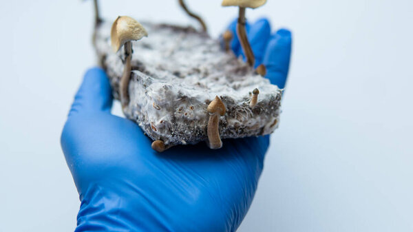growing psilocybin mushrooms. Medical research on psilocybin
