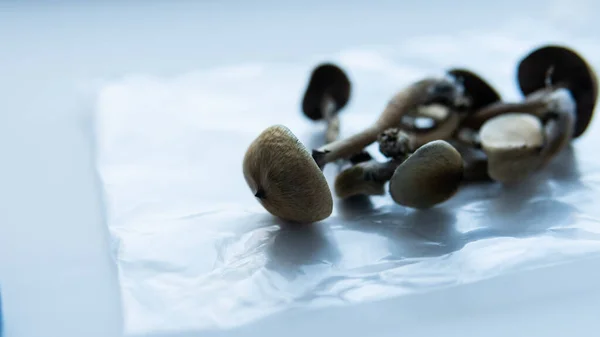 Psilosibin mantarlarının eğlence türleri, sihirli mantarlar ve etkileri üzerine çalışmalar. Mikoloji ve psilosibin mantarları