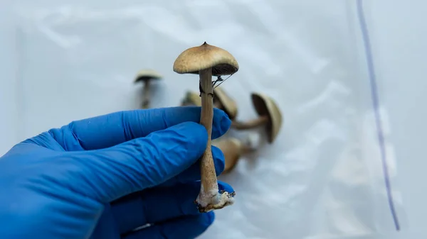 Psilosibin mantarları mavi tıbbi eldivenlerle erkeklerin ellerinde yatıyor.