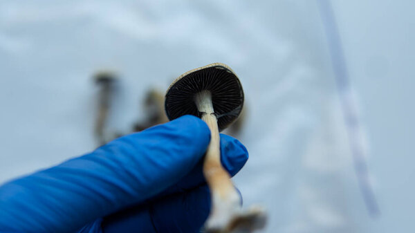 the benefits of recreational use of magic mushrooms. Psilocybin and mental illness