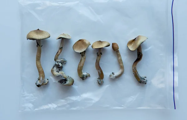 Pesquisa Médica Sobre Psilocibina Legalização Cogumelos Psilocybin América — Fotografia de Stock