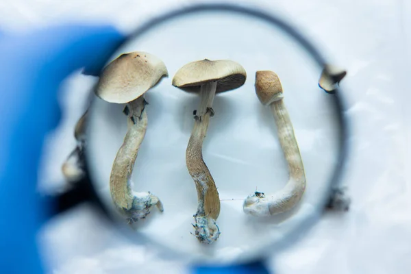 Crescimento Cogumelos Psilocybin Investigação Médica Sobre Psilocibina — Fotografia de Stock