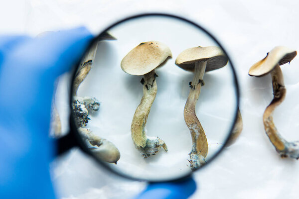 recreational varieties of psilocybin mushrooms, study of magic mushrooms and their effects. Mycology and psilocybin mushrooms