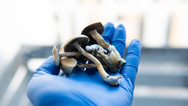 Cogumelos Psilocybin Deitado Mãos Masculinas Luvas Médicas Azuis — Fotografia de Stock