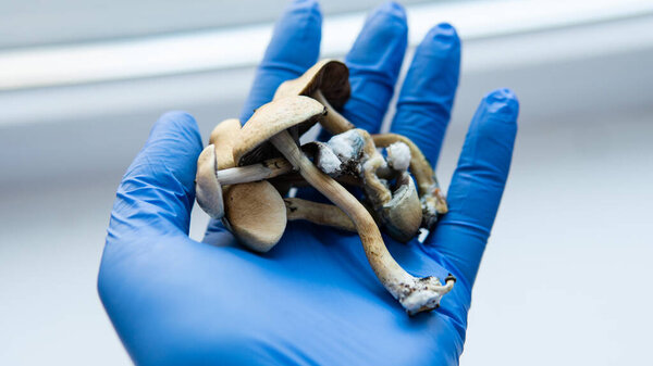 growing psilocybin mushrooms. Medical research on psilocybin