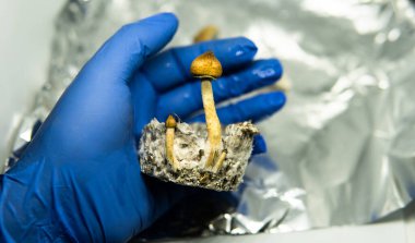 Psilosibin mantarı yetiştiriyorum. Psilosibin üzerine tıbbi araştırma