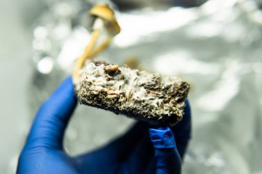 Sihirli mantarların insan beyni ve akıl sağlığı üzerindeki etkisi