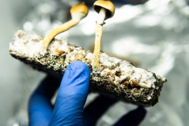 Dünyadaki eğlence amaçlı psilosibin mantarlarının yetiştirilmesi. Halüsinojenik mantarlar hakkında tıbbi haberler