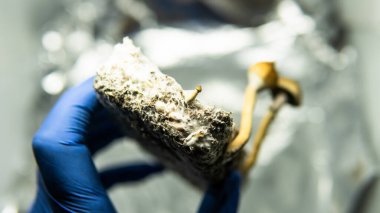 Dünyadaki eğlence amaçlı psilosibin mantarlarının yetiştirilmesi. Halüsinojenik mantarlar hakkında tıbbi haberler