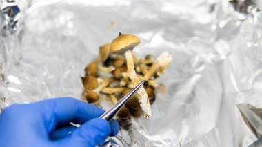 Psilosibin mantarı yetiştiriyorum. Psilosibin üzerine tıbbi araştırma