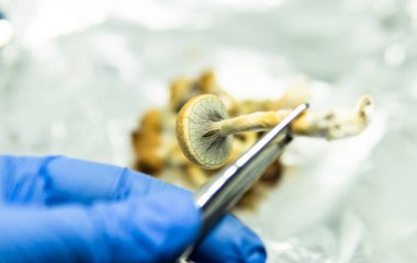 Psilosibin mantarı yetiştiriyorum. Psilosibin üzerine tıbbi araştırma