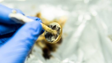 Sihirli mantarların insan beyni ve akıl sağlığı üzerindeki etkisi