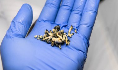 Psilosibin mantarı yetiştiriyorum. Psilosibin üzerine tıbbi araştırma