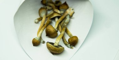 Dünyadaki eğlence amaçlı psilosibin mantarlarının yetiştirilmesi. Halüsinojenik mantarlar hakkında tıbbi haberler