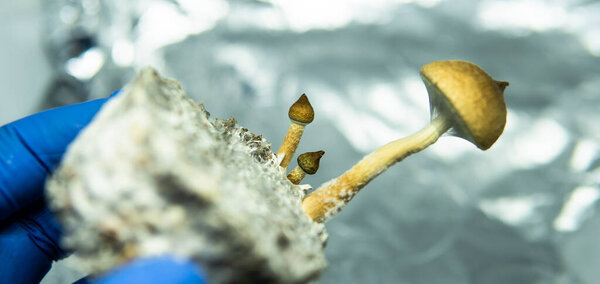 cultivation of recreational psilocybin mushrooms in the world. Medical news on hallucinogenic mushrooms