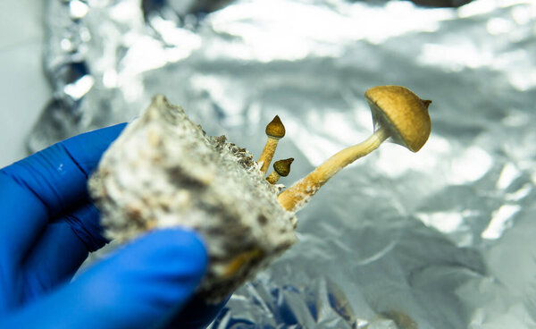 cultivation of recreational psilocybin mushrooms in the world. Medical news on hallucinogenic mushrooms